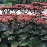 Sedum Telephium Matrona Stonecrop 1 gal. Container