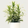 Dracaena Reflexa Song of India Dracaena