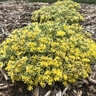 Sedum X Rock N Low Boogie Woogie Stonecrop