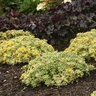 Sedum X Rock N Low Boogie Woogie Stonecrop