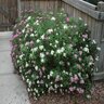 Spiraea Japonica Shirobana Spirea 3 gal. Container
