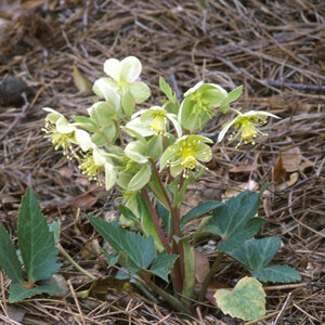 Helleborus x hybridus Ashwood Garden Hybrids Lenten Rose 1 gal. Container