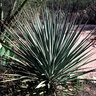 Yucca Schottii Mountain Yucca