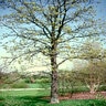 Carya Ovata Shagbark Hickory 1.75 in. Caliper Ball and Burlap