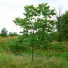 Carya Ovata Shagbark Hickory 1.75 in. Caliper Ball and Burlap