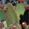 Opuntia Rufida Blind Prickly Pear Cactus