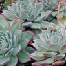Echeveria Colorata F. Brandtii Hen and Chicks