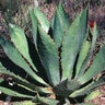 Agave Bovicornuta Cow Horn Agave
