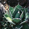 Agave Titanota Rancho Tambor Agave