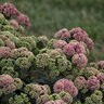 Sedum X Rock N Grow Coraljade Stonecrop