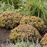 Sedum X Rock N Grow Coraljade Stonecrop