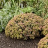 Sedum X Rock N Grow Coraljade Stonecrop