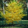 Betula Alleghaniensis Yellow Birch 3 in. Caliper Ball and Burlap