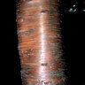 Betula Alleghaniensis Yellow Birch 3 in. Caliper Ball and Burlap