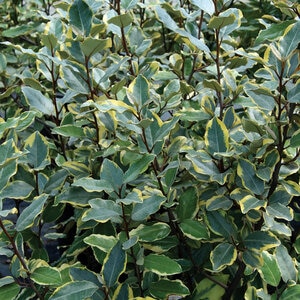 Elaeagnus X Ebbingei Viveleg Olive Martini Silverberry