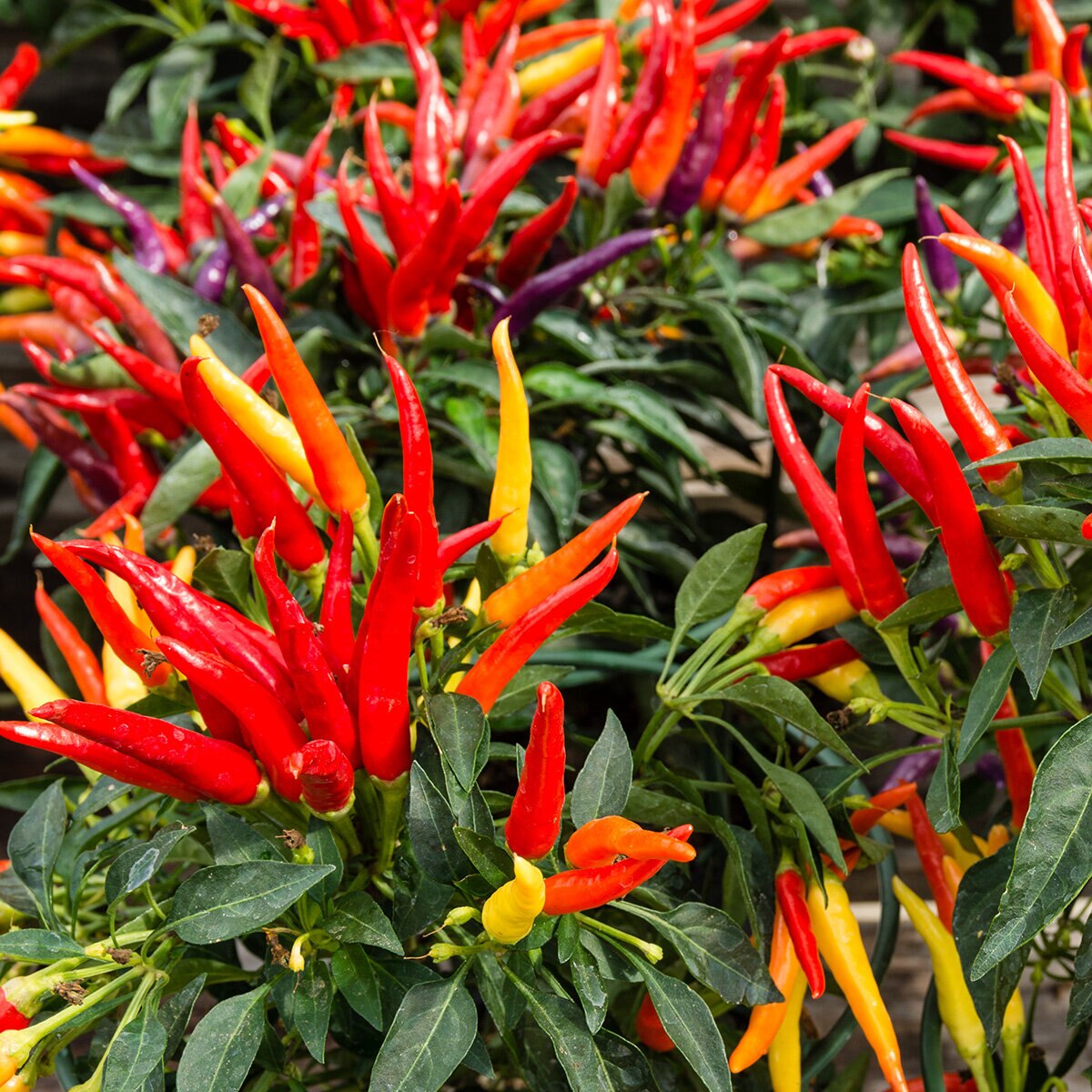 Capsicum Annuum Ornamental Pepper | SiteOne US