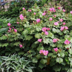 Hibiscus Mutabilis Confederate Rose 3 gal. Container
