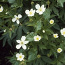 Anemone Canadensis Windflower