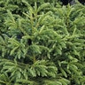 Cryptomeria Japonica Gyokuryu Japanese Cedar