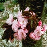 Prunus Serrulata Japanese Cherry