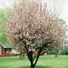 Prunus Serrulata Japanese Cherry