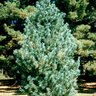 Pinus Flexilis Limber Pine