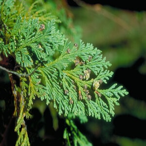 Callitropsis (Chamaecyparis) Nootkatensis Alaskan Cedar