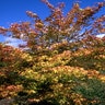 Acer Palmatum Katsura Japanese Maple