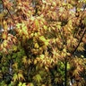Acer Palmatum Katsura Japanese Maple