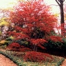 Acer Palmatum Atrolineare Ribbon Leaf Japanese Maple
