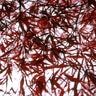 Acer Palmatum Atrolineare Ribbon Leaf Japanese Maple