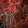 Acer Palmatum Atrolineare Ribbon Leaf Japanese Maple