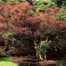 Acer Palmatum Atrolineare Ribbon Leaf Japanese Maple