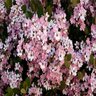 Rhaphiolepis Indica Sopink Snow Pink Indian Hawthorn 5 gal. Container