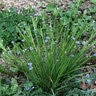 Sisyrinchium Angustifolium Suwanee Blue-Eyed Grass
