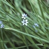Sisyrinchium Angustifolium Suwanee Blue-Eyed Grass