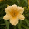Hemerocallis Apricot Sparkles Daylily