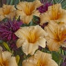 Hemerocallis Apricot Sparkles Daylily