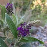 Buddleia Sparkler Purple Petite Butterfly Bush