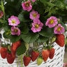 Fragaria X Ananassa Gasana Strawberry