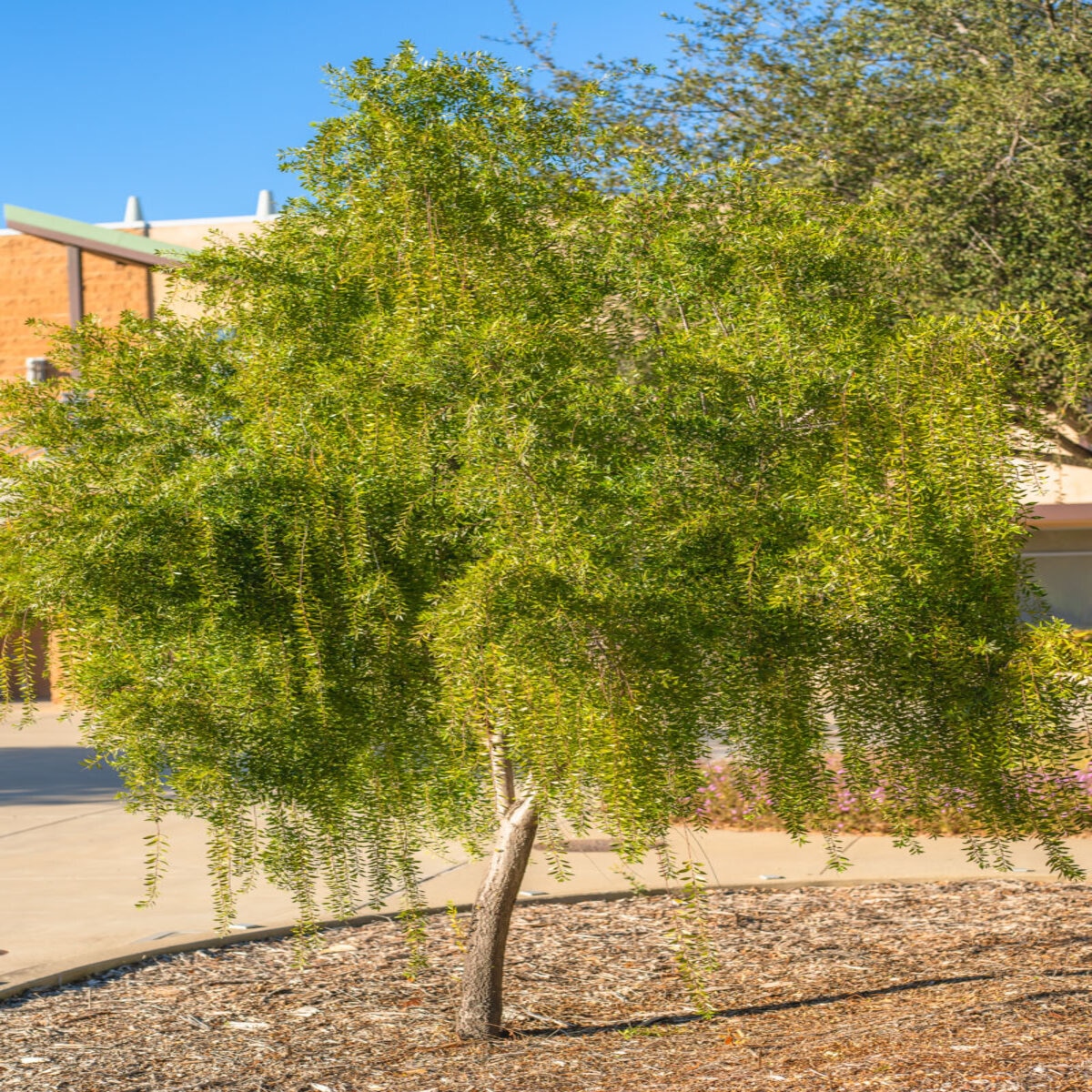 Maytenus Boaria Mayten Tree | SiteOne US
