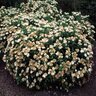 Spiraea Japonica var. Albiflora Japanese White Spirea 3 gal. Container