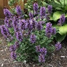 Agastache X Poquito Dark Blue Hyssop