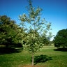Quercus Robur Pyramuch Skymaster English Oak