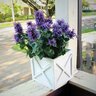 Agastache X Poquito Dark Blue Hyssop