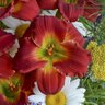 Hemerocallis X Happy Ever Appster Red Hot Returns Daylily
