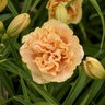 Hemerocallis X Rainbow Rhythm Siloam Peony Display Daylily