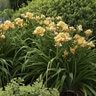 Hemerocallis X Rainbow Rhythm Siloam Peony Display Daylily