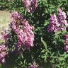 Syringa X Persica Persian Lilac 3 gal. Container