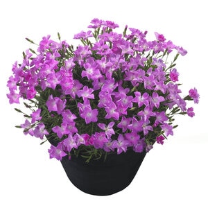 Dianthus X Kahori Pinks